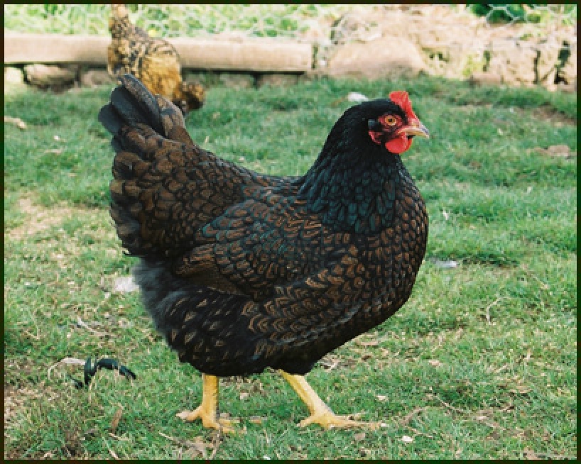 Chicken 2